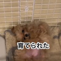 ひっくり返るのえるちゃん