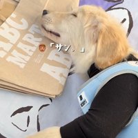 気持ち良さそうにすやすや♪