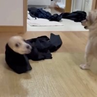 目線で助けを求めるルカちゃん