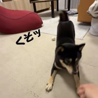 犬に手を近づける飼い主
