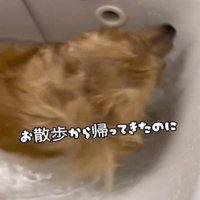 洗面所で水に入る犬1