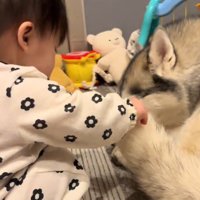 犬のしっぽを掴む赤ちゃん