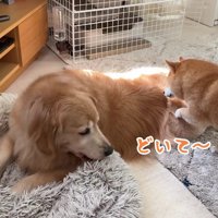 おからちゃんが日向を占拠！？