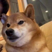 こたろう君の耳に触れた時の反応