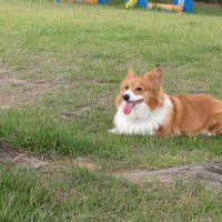 ニコニコ