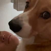 眠っている男性の体に乗る犬