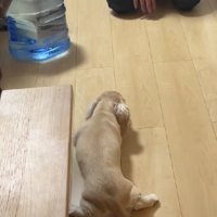 ソロソロとパパの方へ