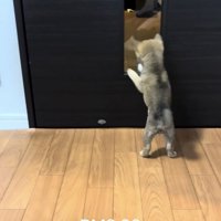 ドアの隙間を覗く子犬