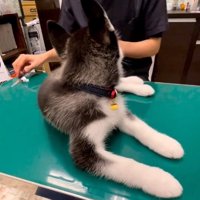 先生を見るレイルちゃん