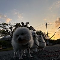 お散歩