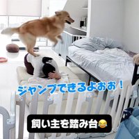 子育て中の家族とこてつ君の日常5