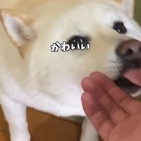 人の手をぺろぺろする犬
