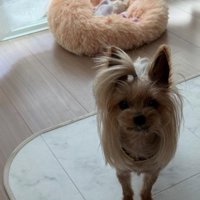 顔周りの長い毛が自慢だよ