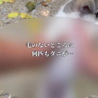 お腹はダニがいっぱい