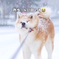 実はお散歩は4回目（笑）