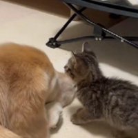 子猫さんが驚きの行動に！！