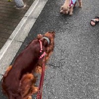 お散歩に行くと…