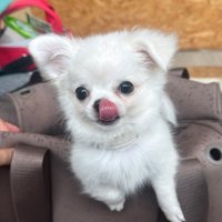 ペロッ