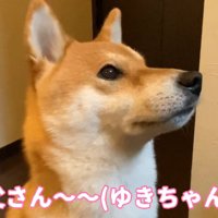 「く～ん」と切ない声で鳴いています
