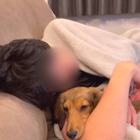 パパとママに寄り添うビッシュちゃん7