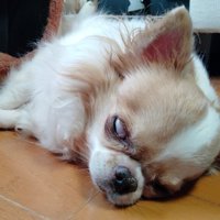 白目をむいて寝ることも