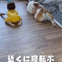 犬のそばにうつ伏せで寝転がる子ども