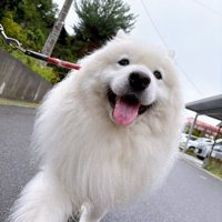 サモエド