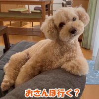 「え、お散歩？なんですかそれ？」