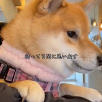 犬の横顔1