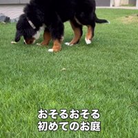 初めての散歩に出かける犬