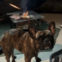 犬とＢＢＱ