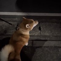 お散歩中のロタくん