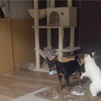 遊ぶ猫と犬