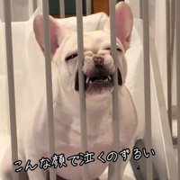 鳴く犬