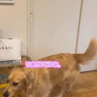 部屋の中を歩き回る犬
