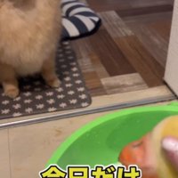じっと見つめるむぎちゃん