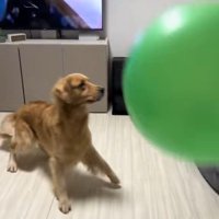 たくさん風船が出てきた時のさらちゃん5