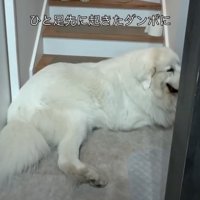 階段下に座る犬