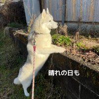 野良猫を探すROSEちゃん1