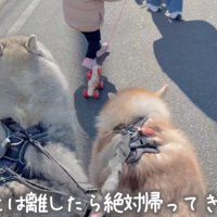 おもちゃの犬についた紐を持って歩く女の子