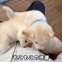 競い合うようにお膝の上へ