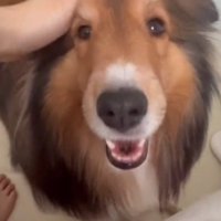 女性に頭を撫でられて笑顔になる犬