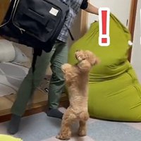 リュックに興奮するバッキーくん