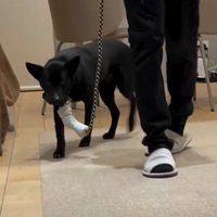 歩けるようになった凛月ちゃん
