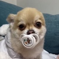 おしゃぶりをくわえる犬