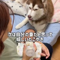 ミルクの順番待ちをするたこやきちゃん3
