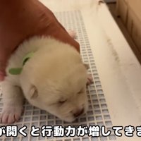 木箱の中に戻してあげます