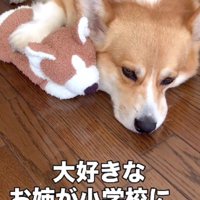 お姉ちゃんが学校に行くと…