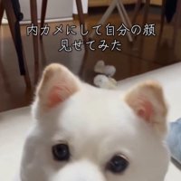 ベラちゃんが自分の姿を見た時の反応6