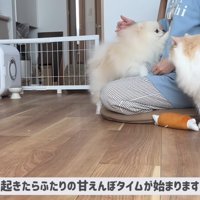 飼い主さんのもとに集合
